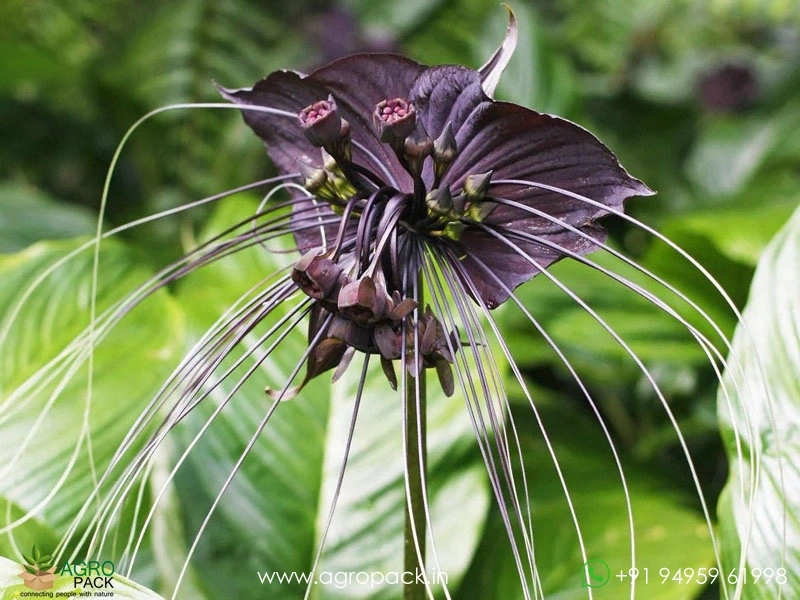 Bat-Flower4