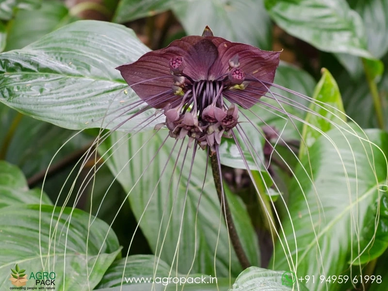 Bat-Flower5