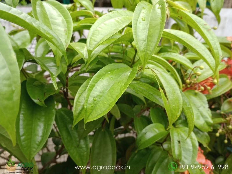 Bauhinia-Coccinea3