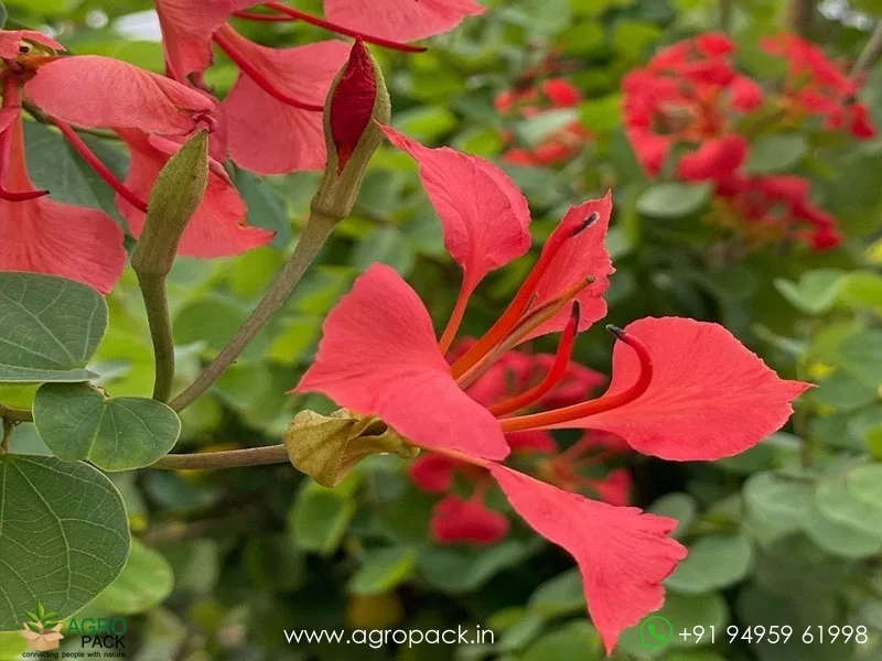 Bauhinia-galpinii-Red-Kanchan5