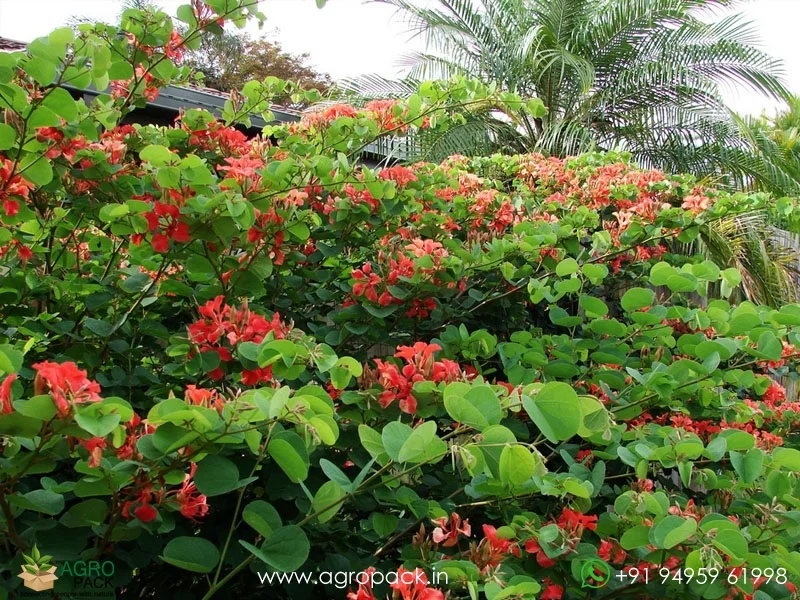 Bauhinia-galpinii-Red-Kanchan6
