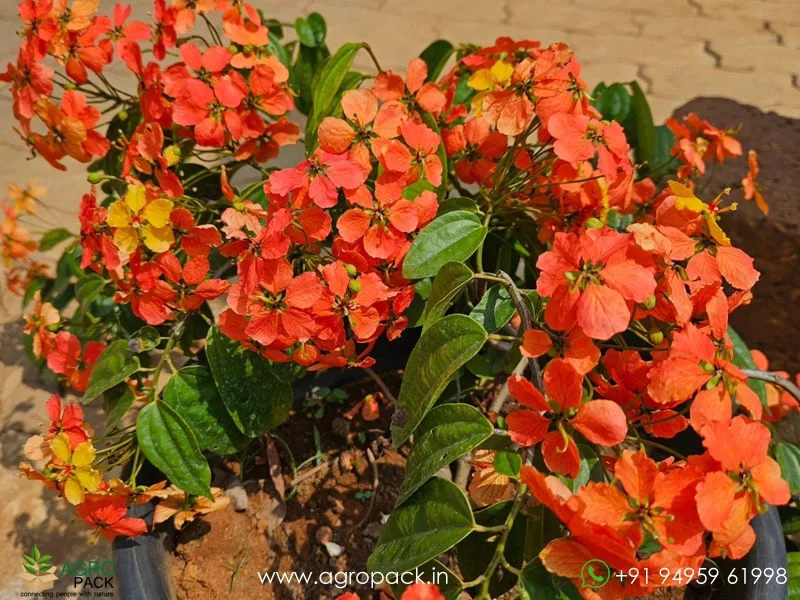 Bauhinia2