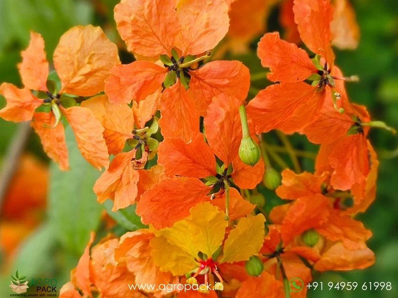 Bauhinia3