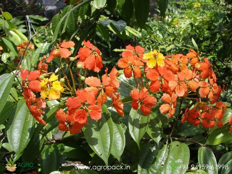 Bauhinia5