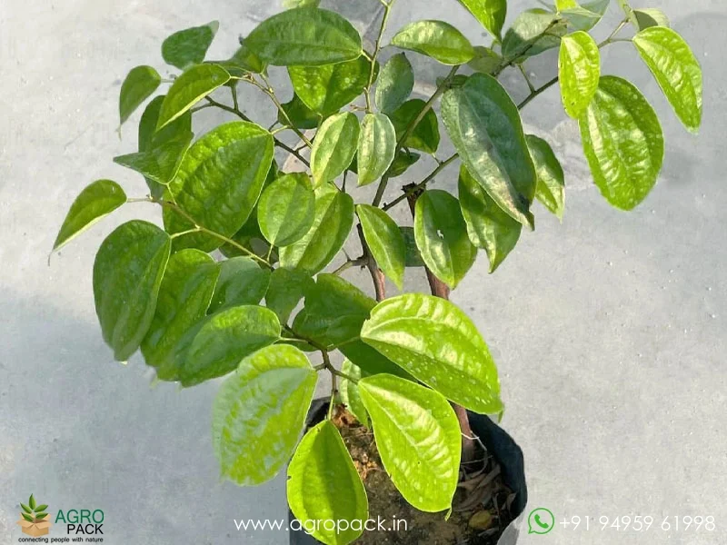 Bauhinia6