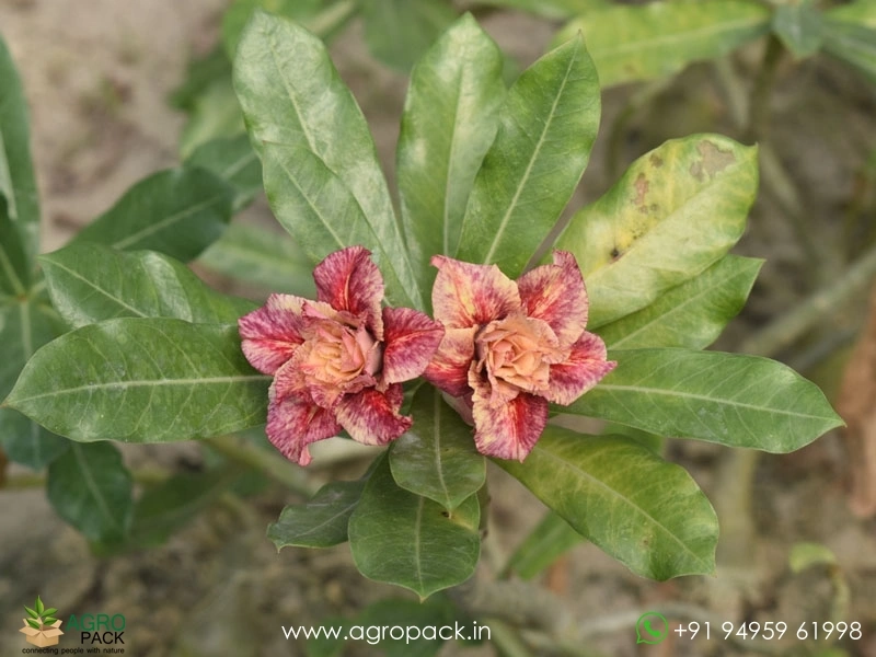 Beautiful-Variety-Of-Adenium1