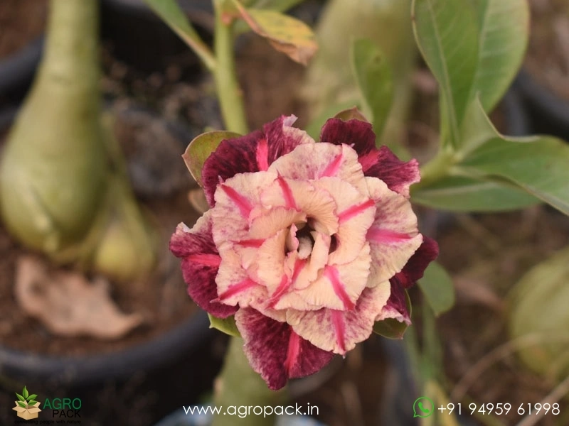 Beautiful-Variety-Of-Adenium10