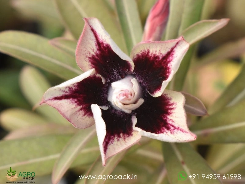 Beautiful-Variety-Of-Adenium11