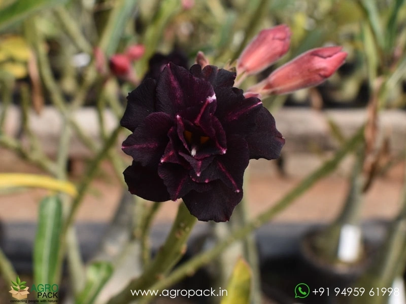 Beautiful-Variety-Of-Adenium13