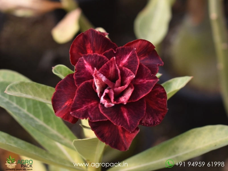 Beautiful-Variety-Of-Adenium2