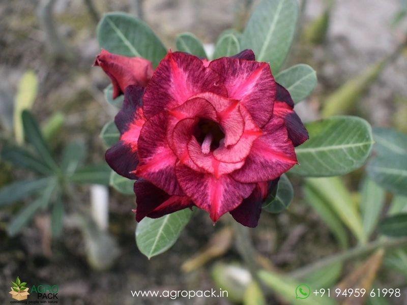 Beautiful-Variety-Of-Adenium3
