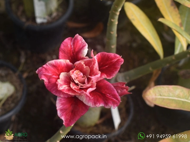 Beautiful-Variety-Of-Adenium4