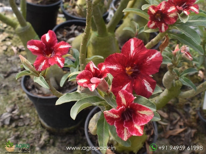 Beautiful-Variety-Of-Adenium5