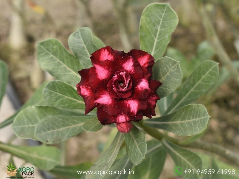 Beautiful-Variety-Of-Adenium6