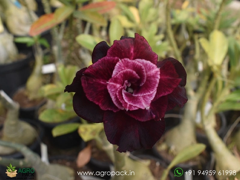 Beautiful-Variety-Of-Adenium7