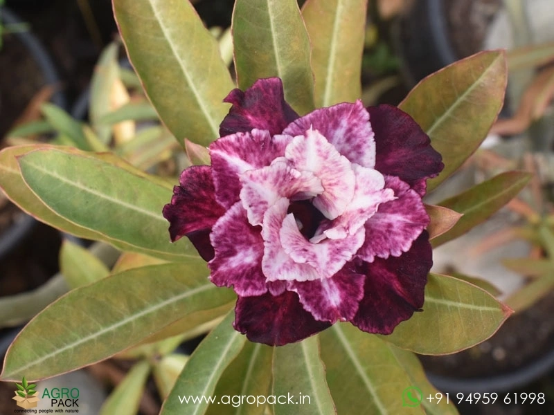 Beautiful-Variety-Of-Adenium8