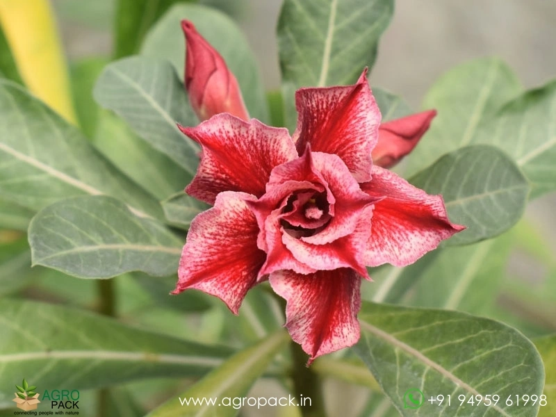 Beautiful-Variety-Of-Adenium9