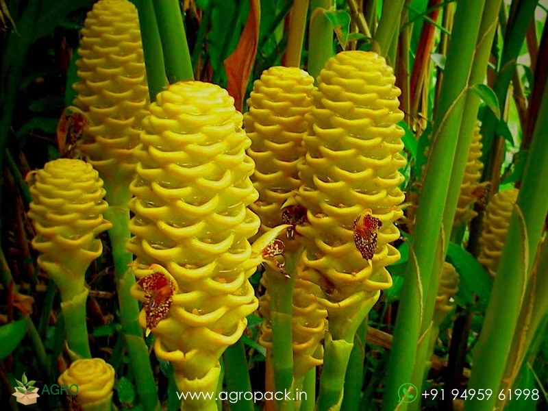 Beehive-Ginger-Yellow2