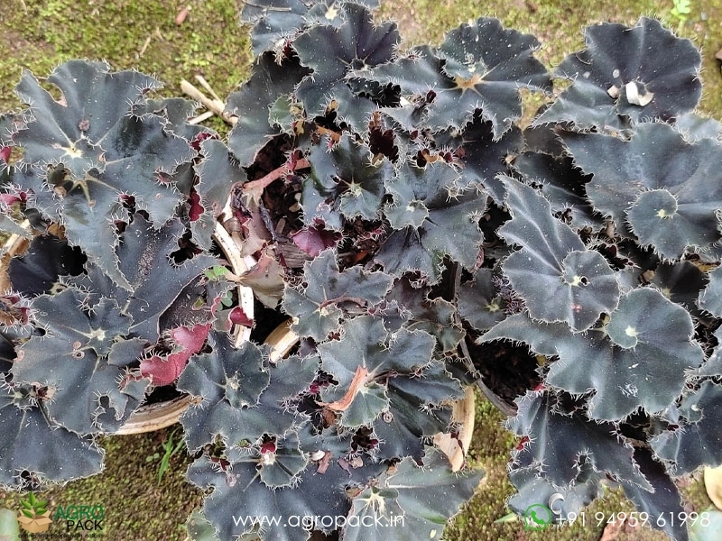 Begonia-Black-Mamba1
