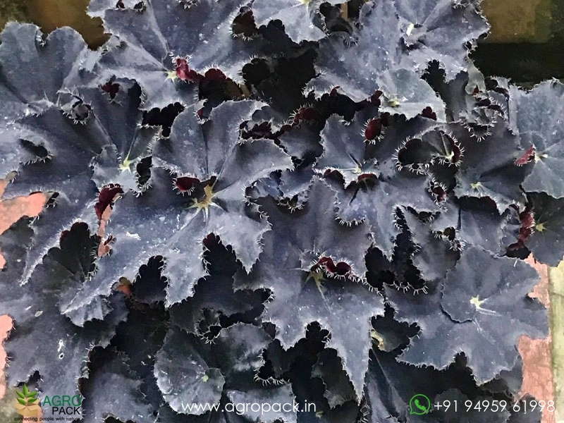 Begonia-Black-Mamba2