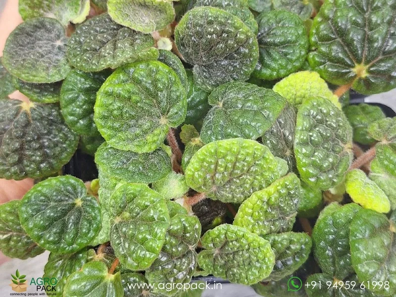 Begonia-Bullatifolia5