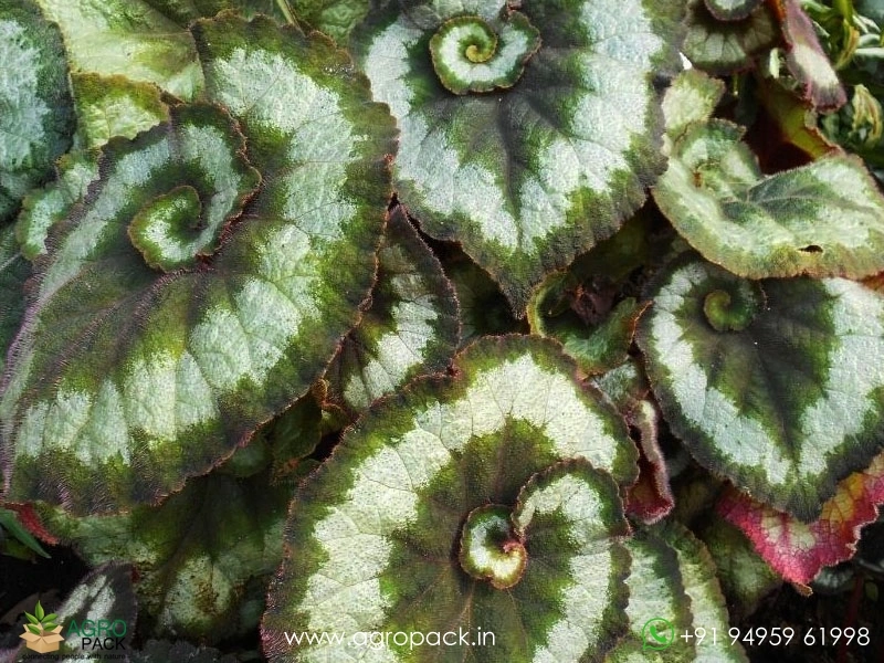 Begonia-Escargot1