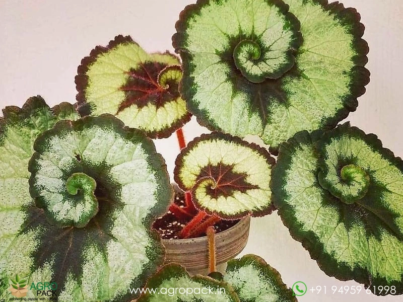 Begonia-Escargot4