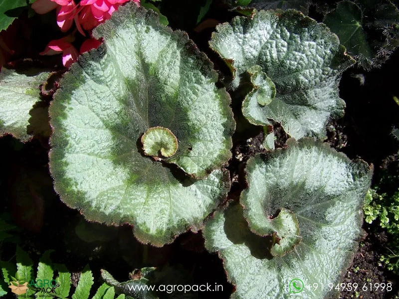 Begonia-Escargot6