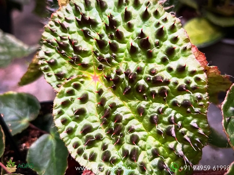 Begonia-Ferox2