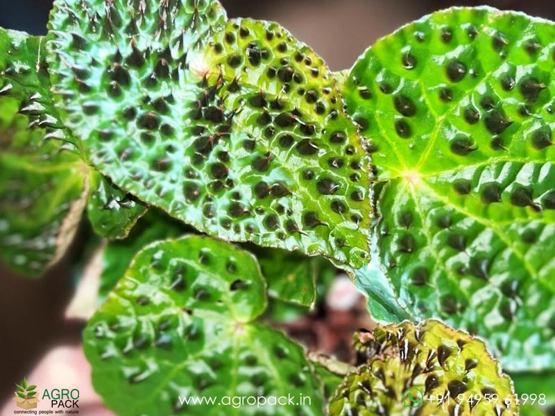 Begonia-Ferox3