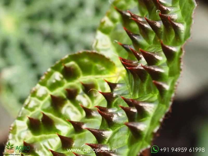 Begonia-Ferox5