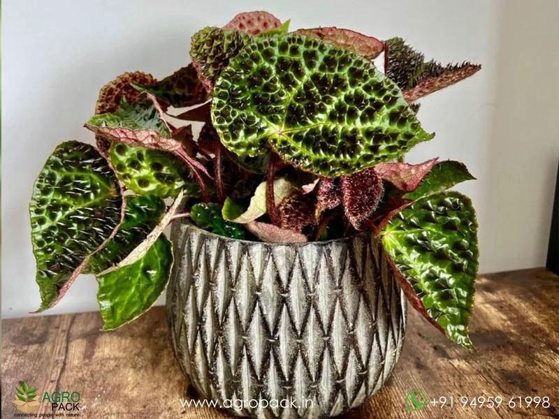 Begonia-Ferox6