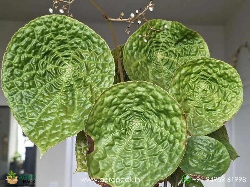 Begonia-Phuthoensis1