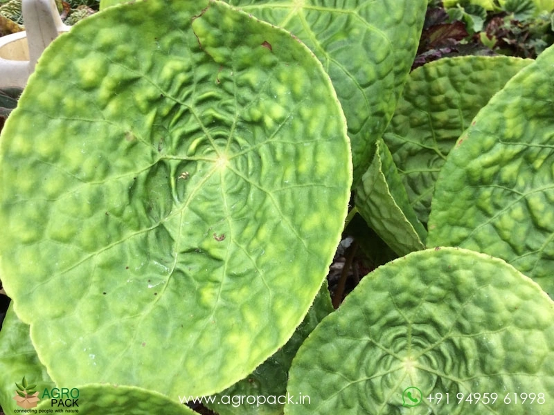 Begonia-Phuthoensis2