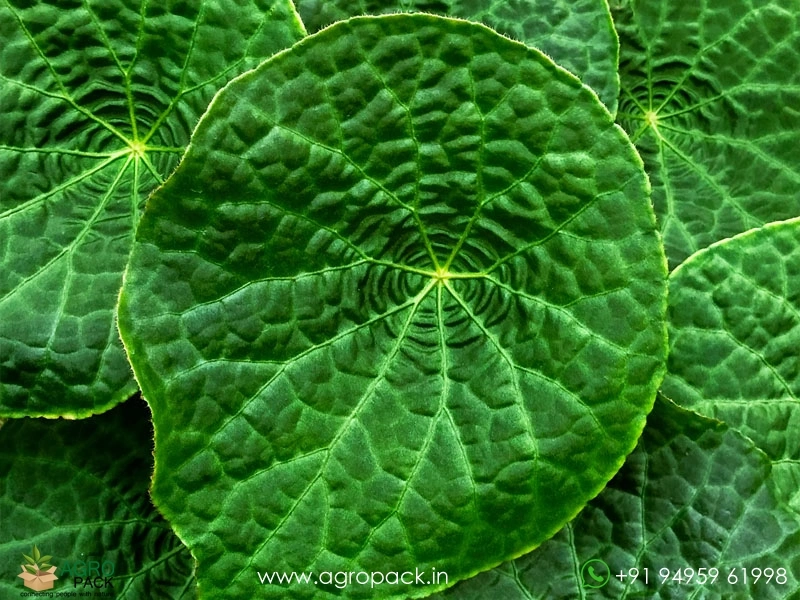 Begonia-Phuthoensis3