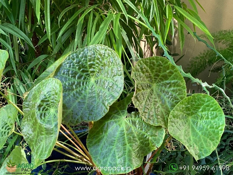 Begonia-Phuthoensis4