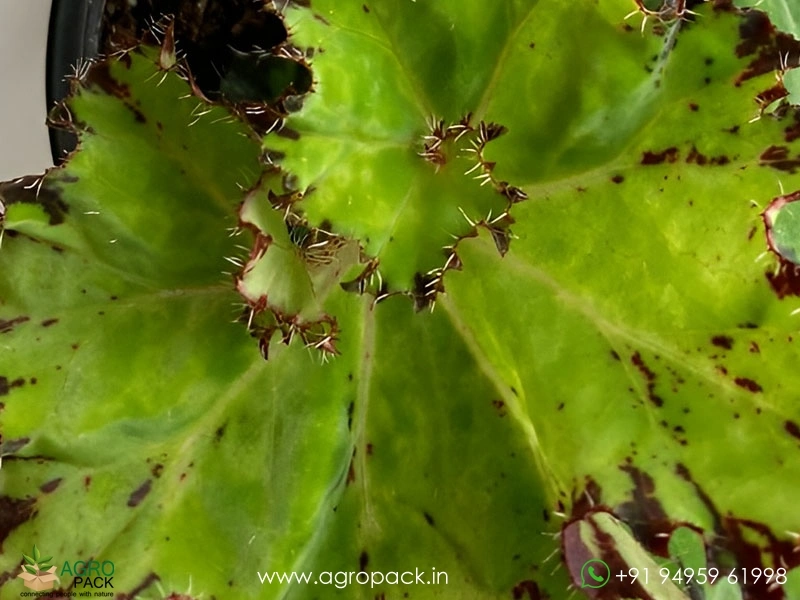 Begonia-Sea-Urchin2