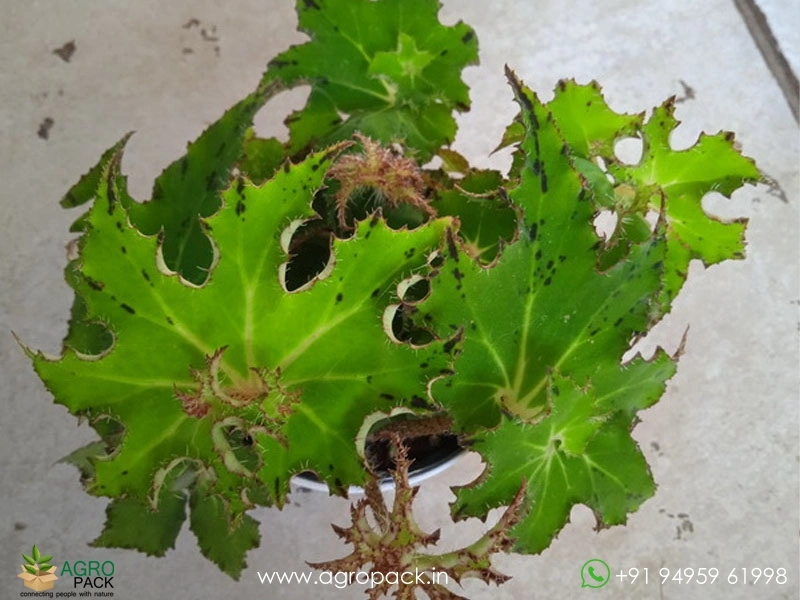 Begonia-Sea-Urchin4