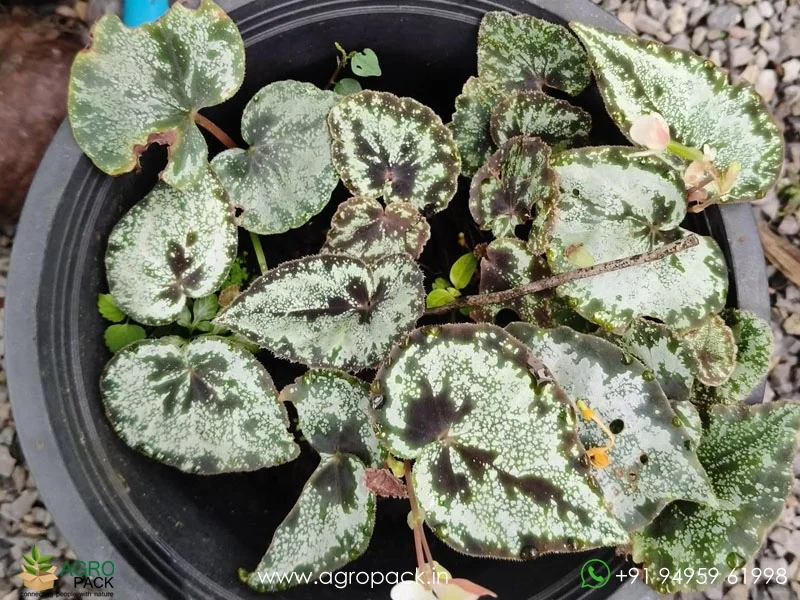 Begonia-curtisii1