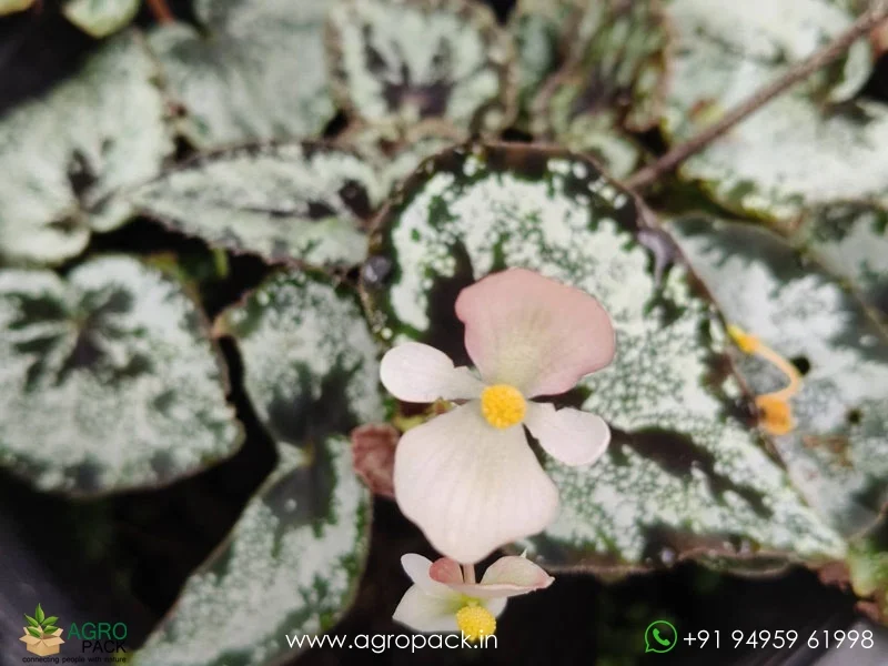 Begonia-curtisii2