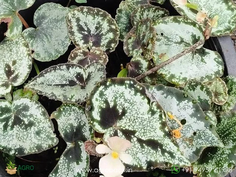 Begonia-curtisii3