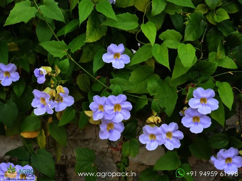 Bengal-Clock-Vine2