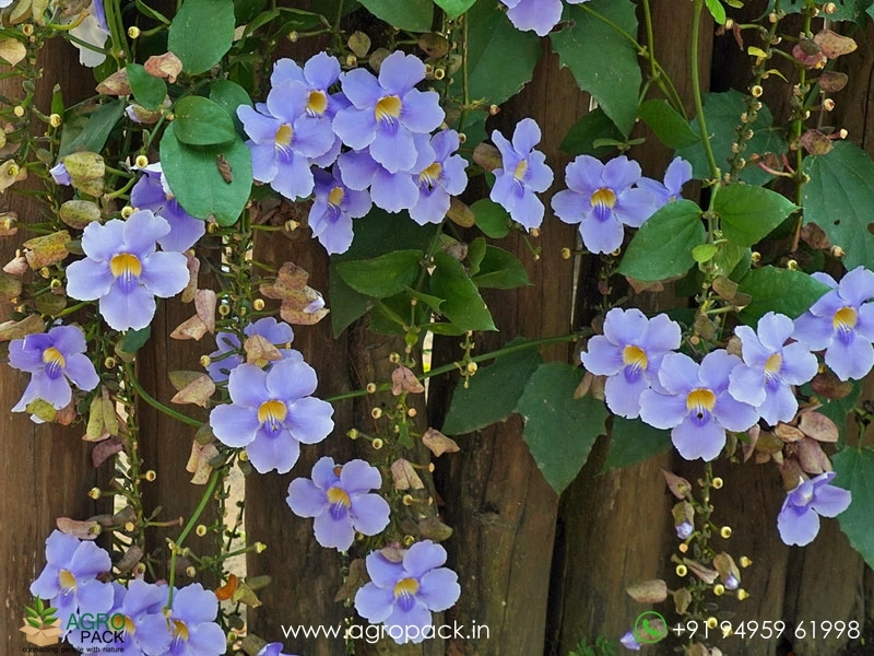 Bengal-Clock-Vine3