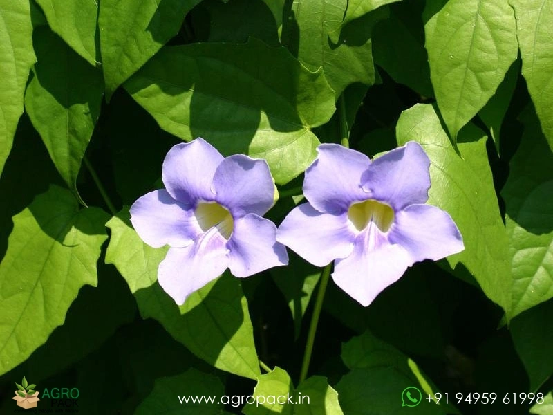 Bengal-Clock-Vine6