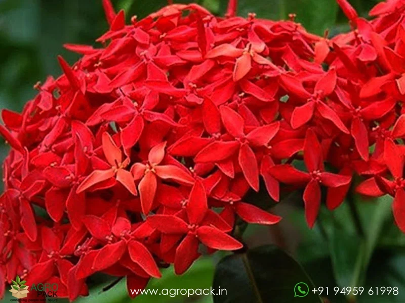 Bhadrakali-Thetti-ixora-Coccinea1