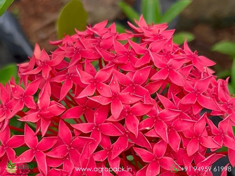 Bhadrakali-Thetti-ixora-Coccinea4