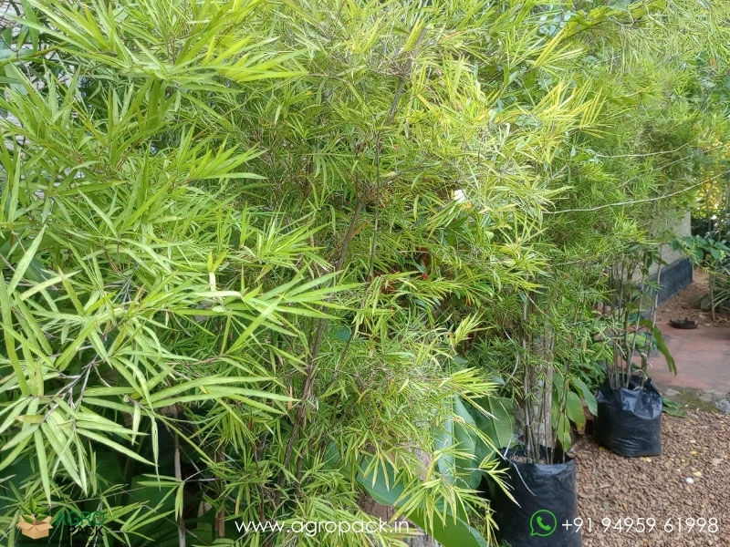 Big-Painting-Bamboo1