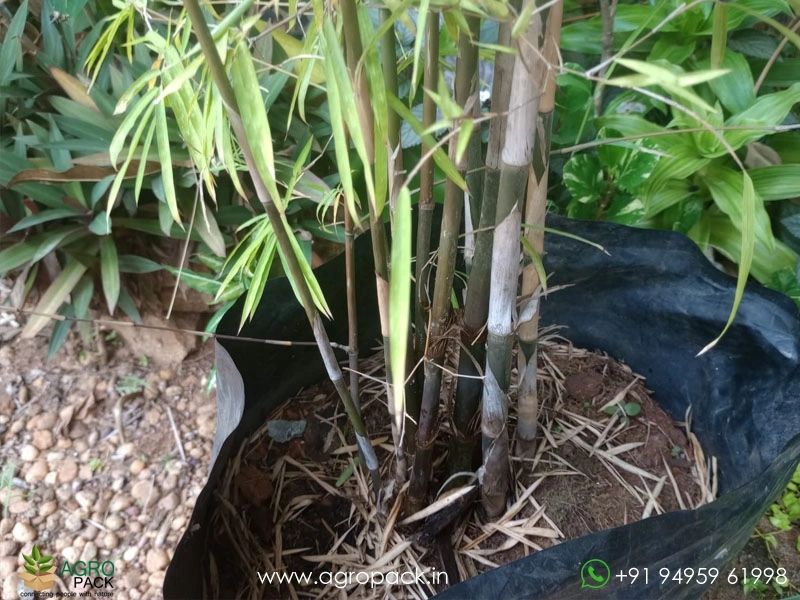 Big-Painting-Bamboo3
