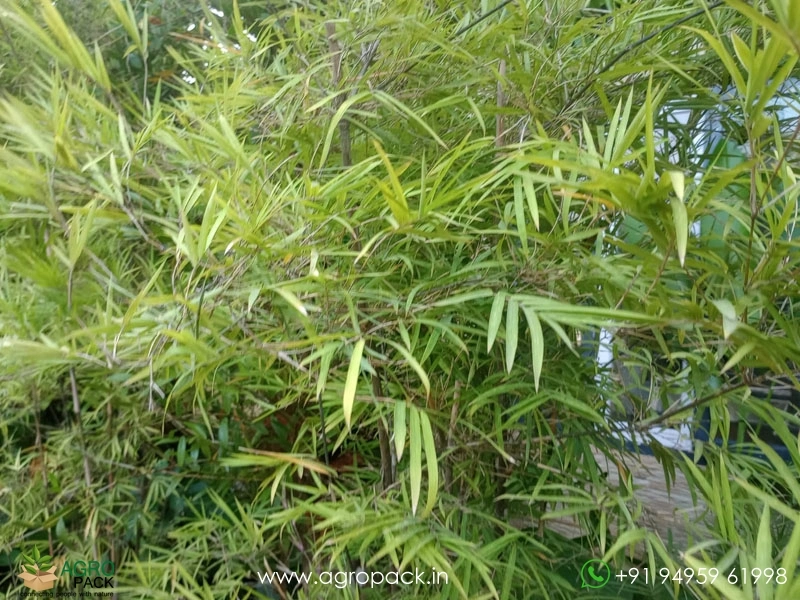 Big-Painting-Bamboo4