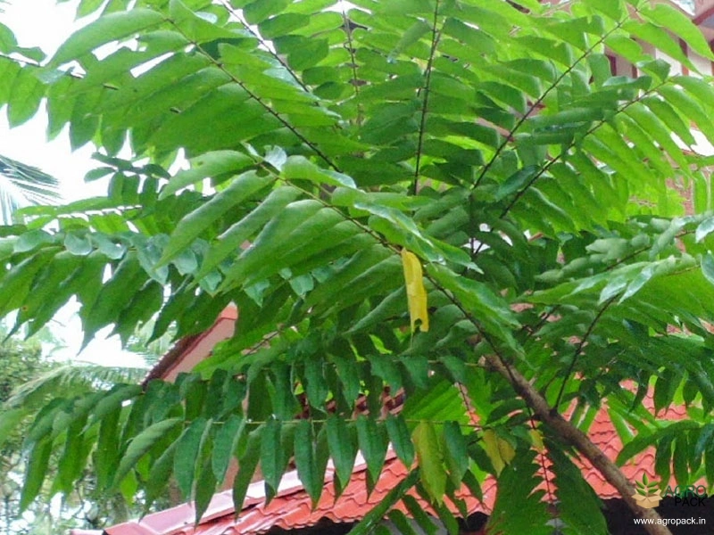 Bilimbi2